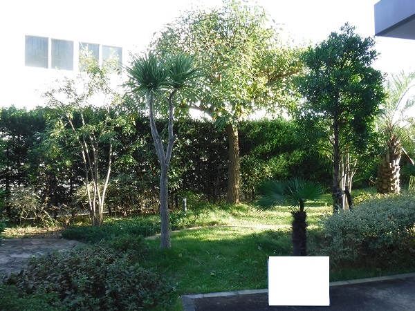 マンション緑地年間管理　その3 施工前の様子