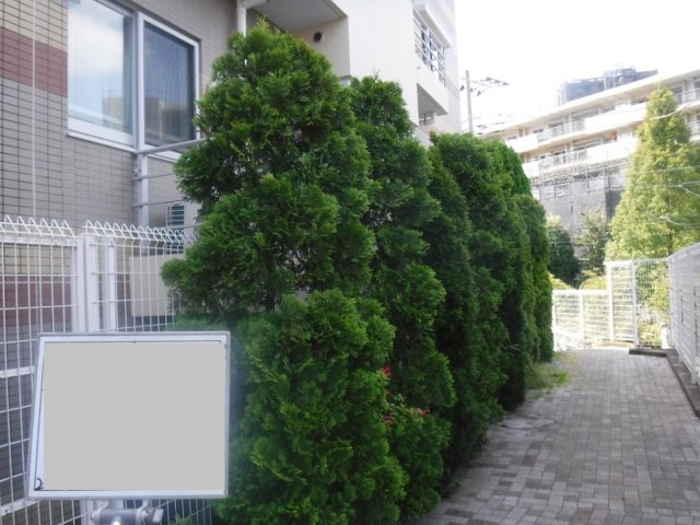 マンション緑地年間管理　その2 施工前の様子