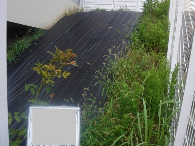 マンション緑地年間管理　その2 施工前の様子
